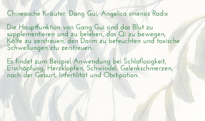 chinesisches-kraeuterlexikon-dang-gui-angelica-sinensis-radix